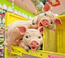 Archie McPhee Retail Store Seattle Washington Photograph by Jeffrey Sward