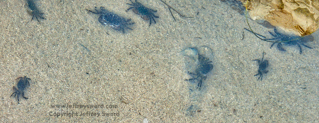 Crystal Cove State Park Laguna Beach California Photograph by Jeffrey Sward