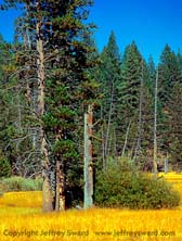 Tbd Photograph by Jeffrey Sward 