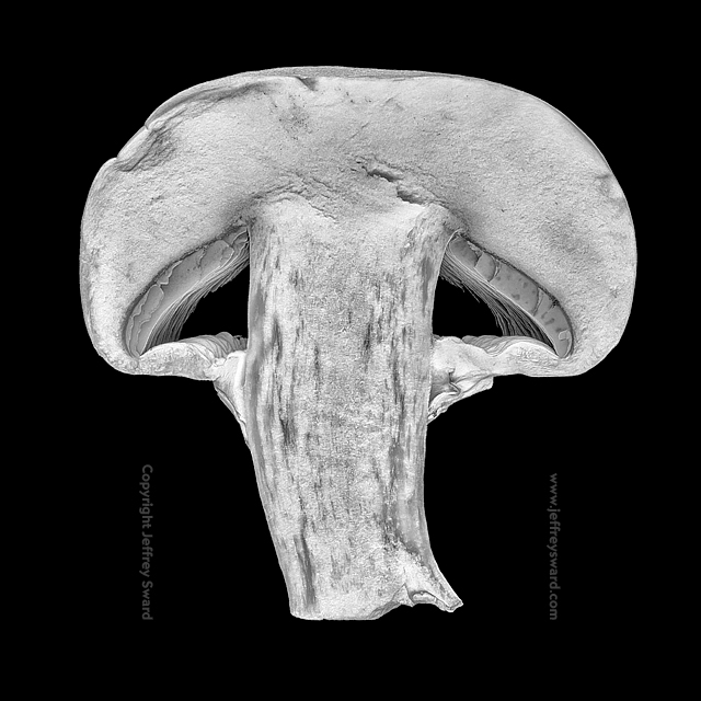 Food Photograph by Jeffrey Sward