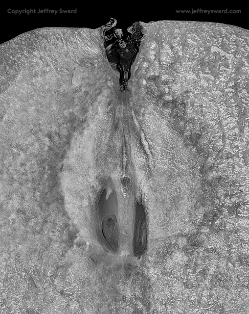 Food Photograph by Jeffrey Sward