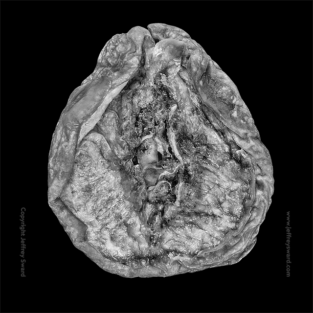 Food Photograph by Jeffrey Sward