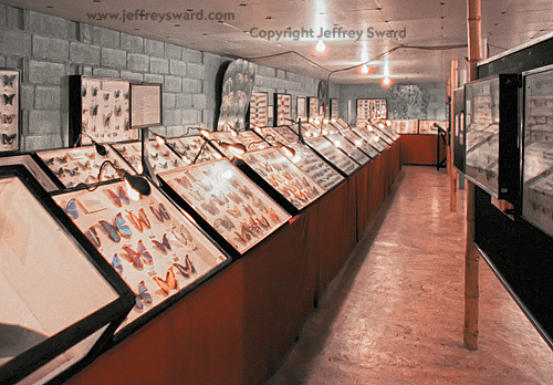 May Natural History Museum Colorado Springs Colorado Photograph by Jeffrey Sward