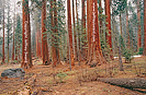 Sequoia National Park photograph by Jeffrey Sward